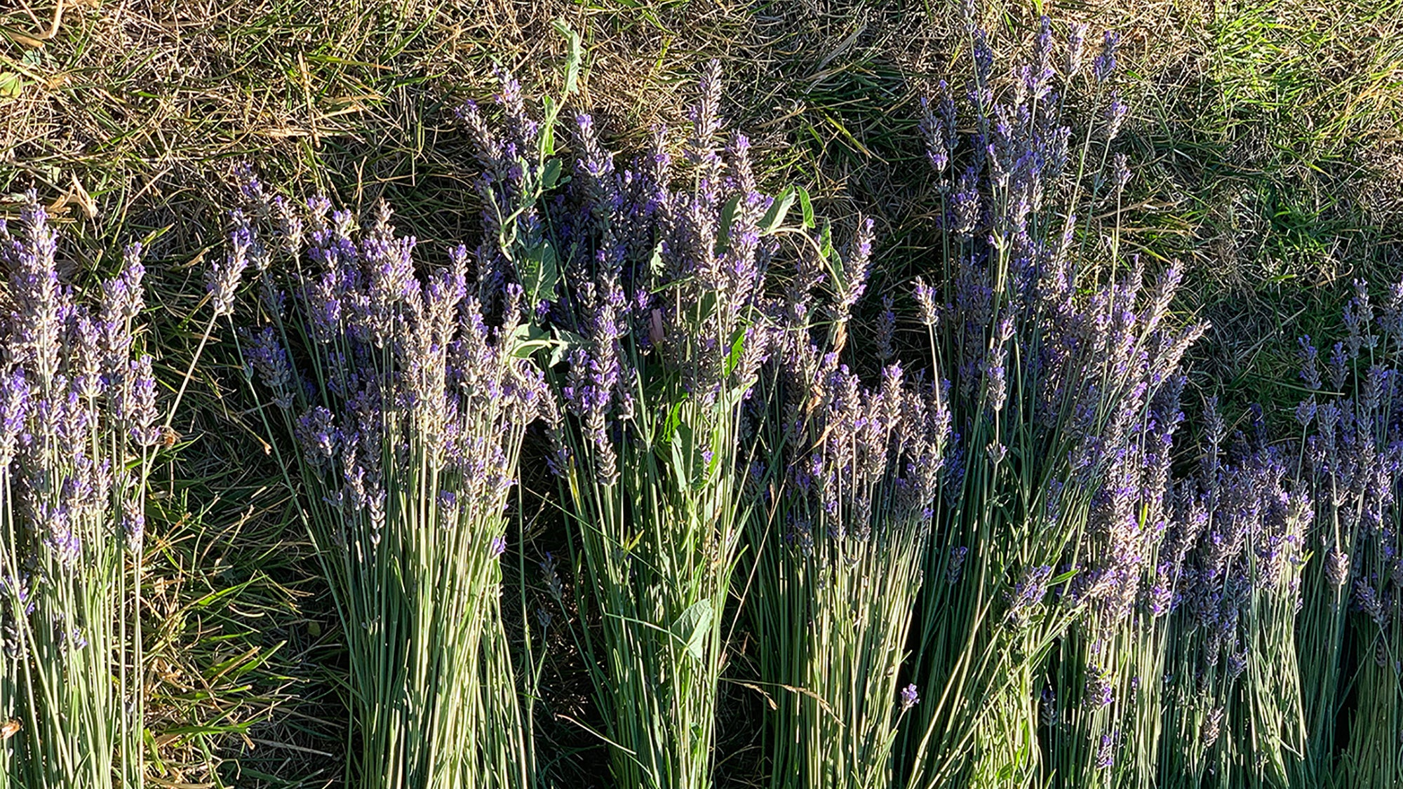 A Peek Inside the Lavender Harvest