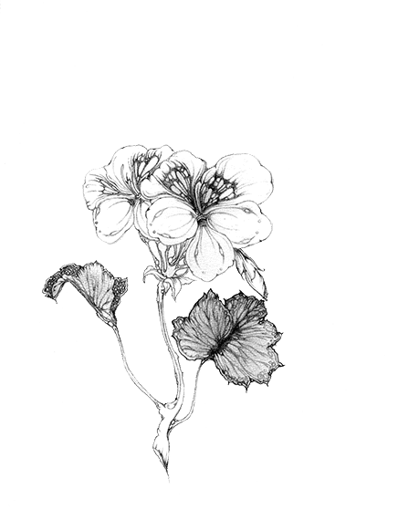 Embracing Geranium: The Unsung Hero of Skin Care for Body and Mind 🌿