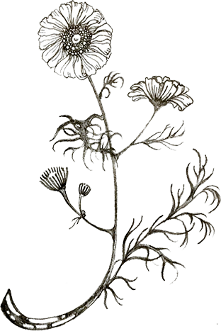 New! Botanical Wellness Refresh Bundle