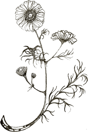 New! Botanical Wellness Refresh Bundle