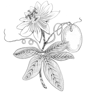 New! Coco Limon Passionfruit Balm in Abalone Tropical Fish Abalone Inlay Case