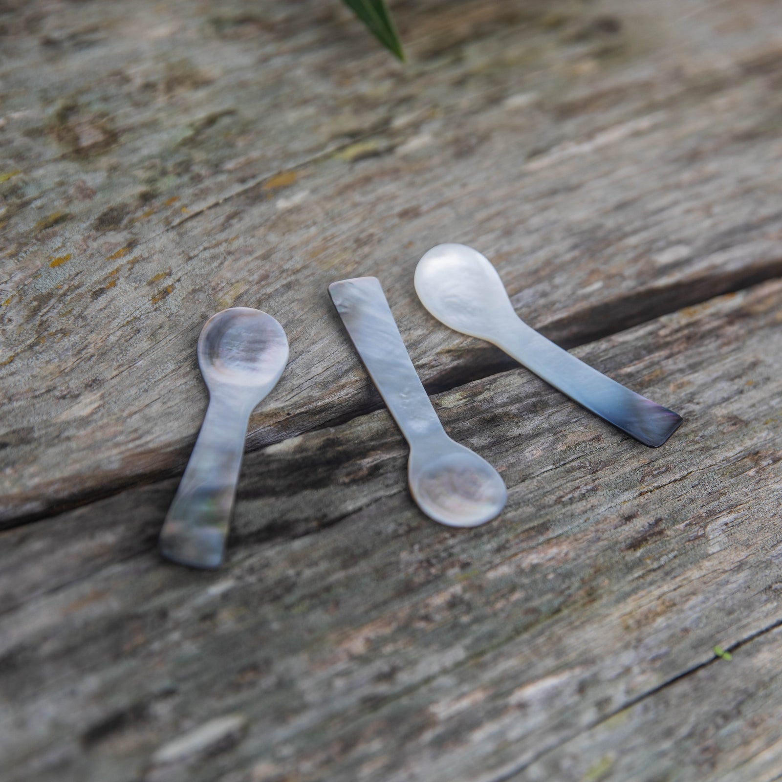 New Price! Shell Spoons