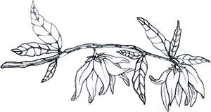 New! Eucalyptus Blossom Balm in Abalone Bird Inlay Pill Case